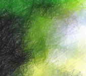 Pencil Grass
